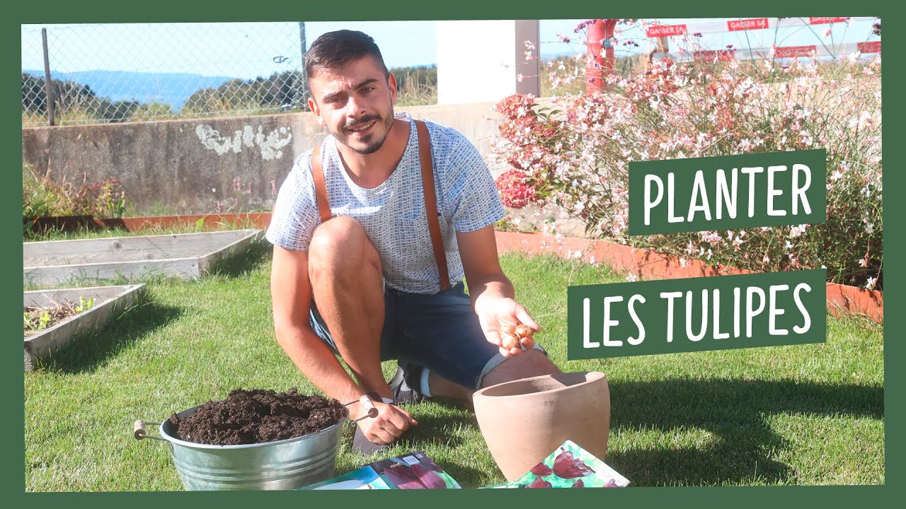 Planter des tulipes en pot, comment faire mes trucs et astuces