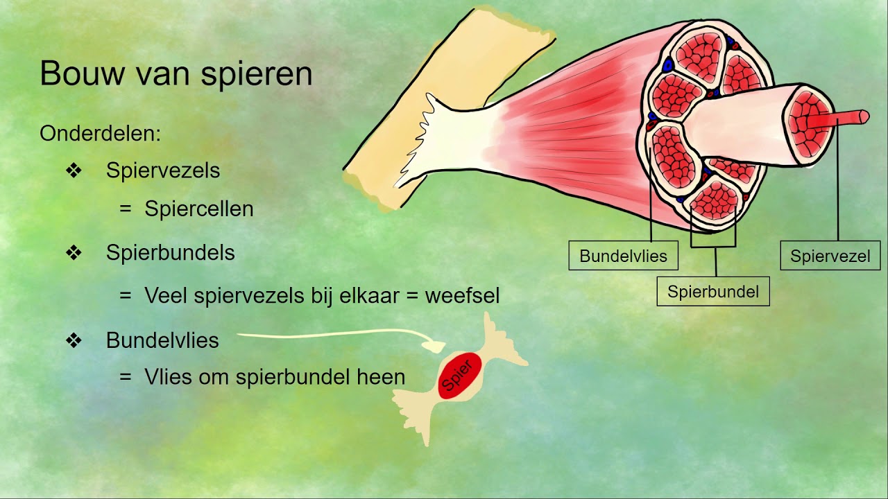 Bouw en werking van spieren