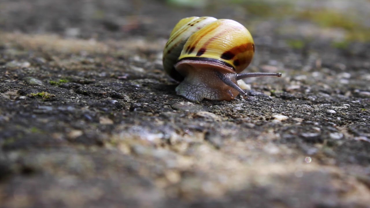 Song for the Snail