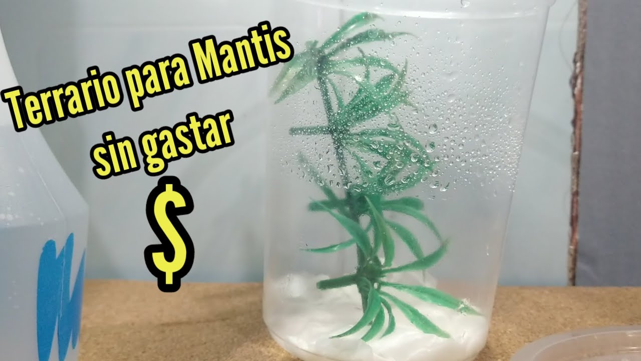 Terrario para mantis religiosa sin gastar $$$$