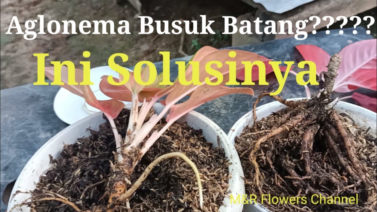 AGLONEMA BUSUK BATANG//ini solusinya#aglonema#busukbatang#solusiaglonemabusukbatang