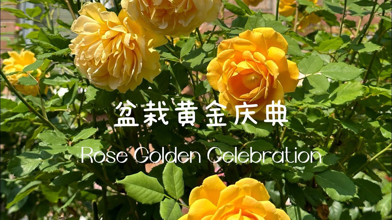 院子小没地种了，只能盆养黄金庆典｜David Austin Rose Golden Celebration