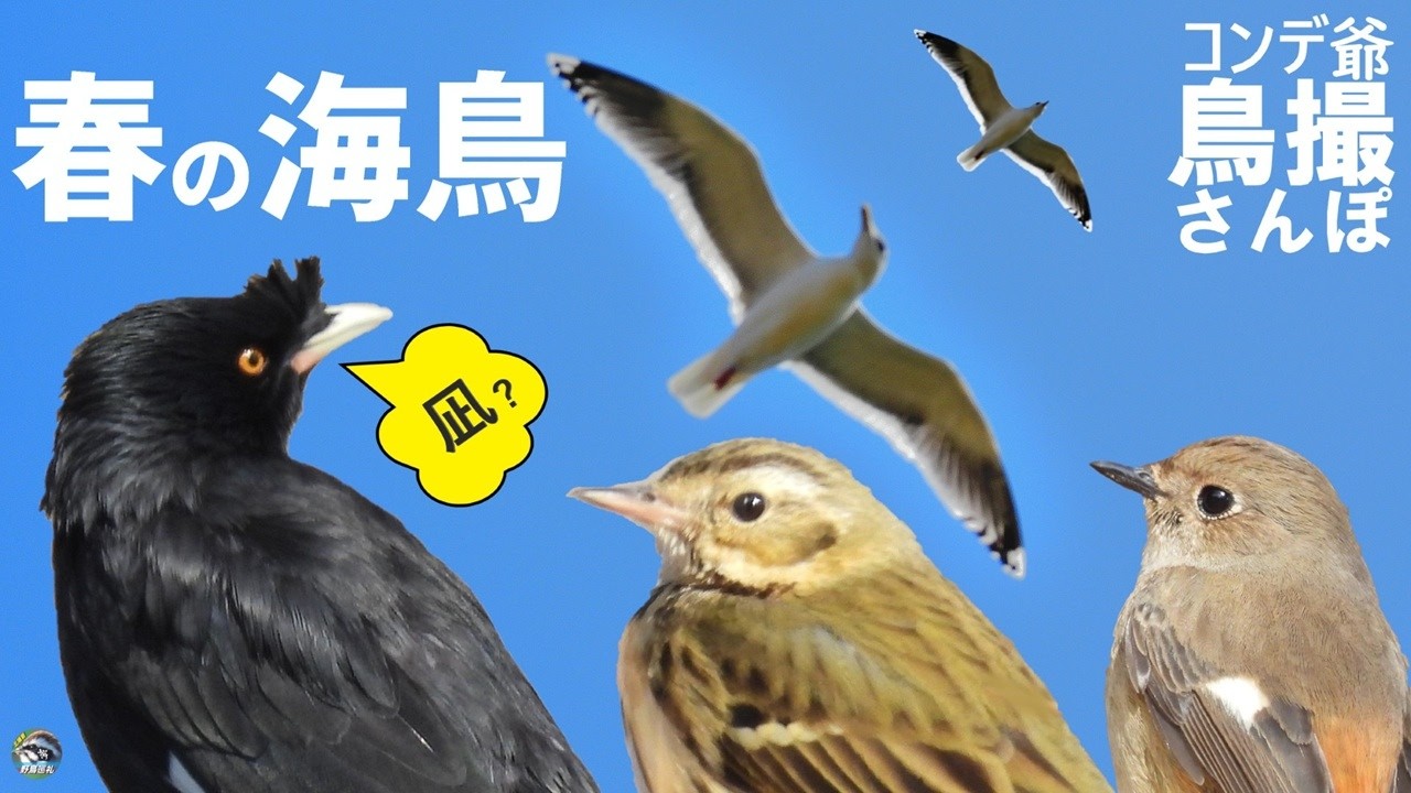 野鳥撮影散歩　春の海鳥　ハッカチョウは何が好き　兵庫県・河口付近