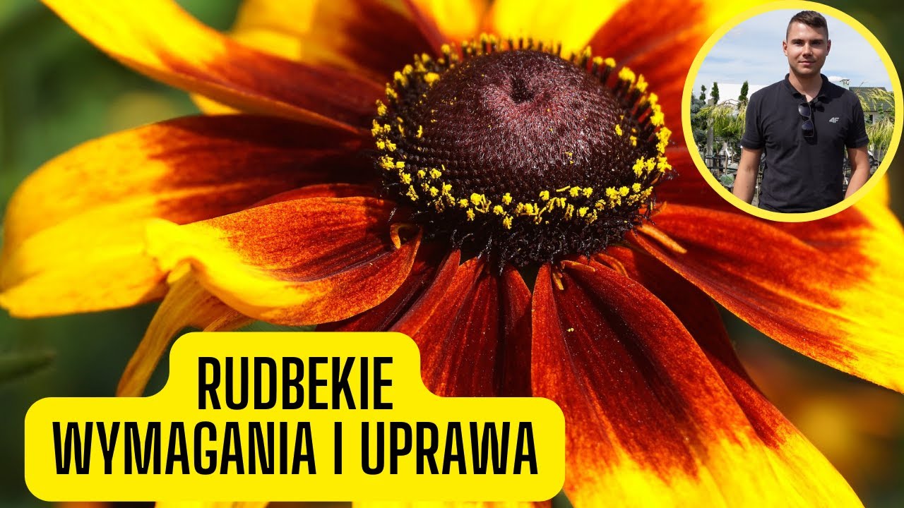 Rudbekia – wymagania i uprawa. Piękna i łatwa w pielęgnacji bylina