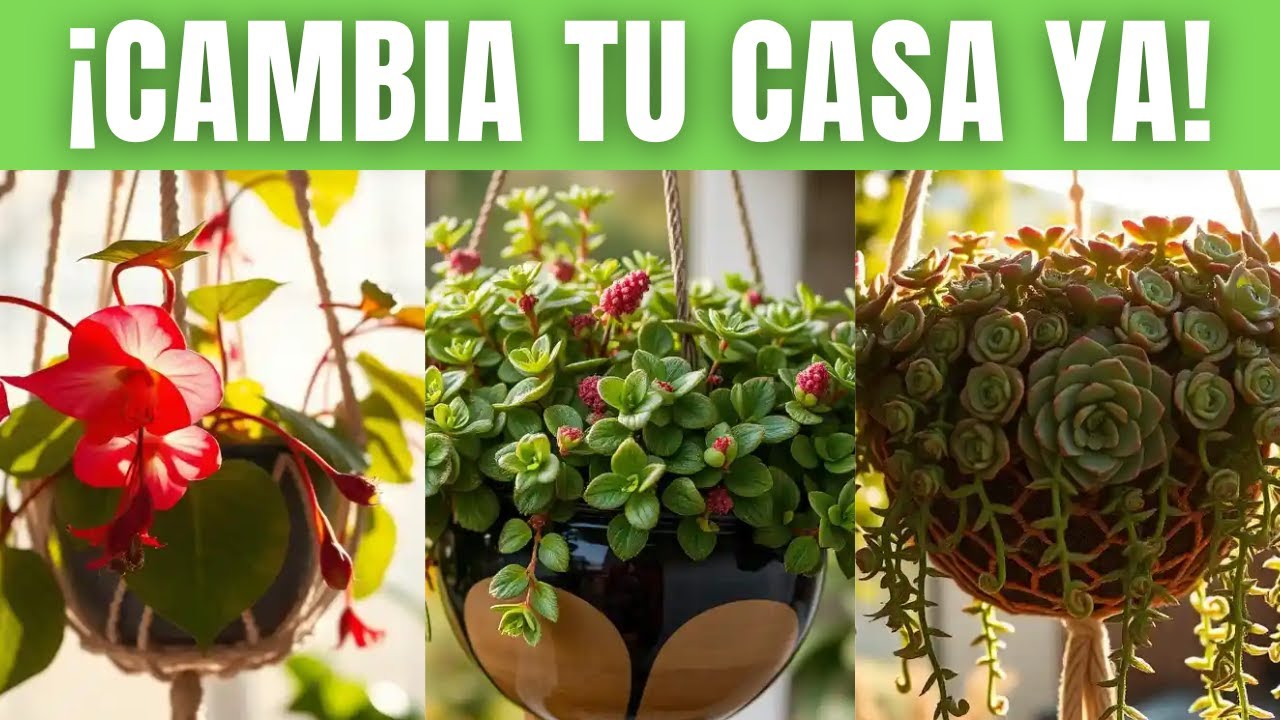 15 PLANTAS COLGANTES que TRANSFORMARÁN tu CASA – IDEALES para INTERIORES y EXTERIORES