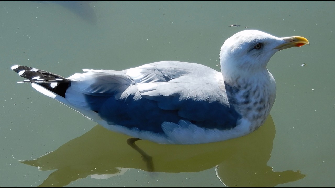 ウミネコ/Larus crassirostris 05_260219_不忍池