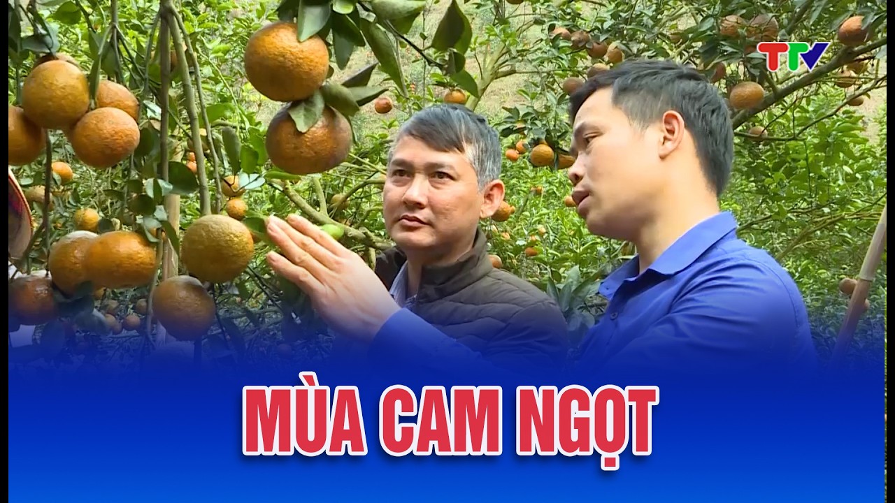 Nông nghiệp xanh| Mùa cam ngọt