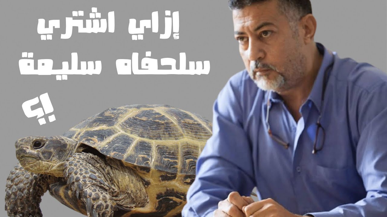 إزاي تقدر تشتري سلحفاه سليمة !؟