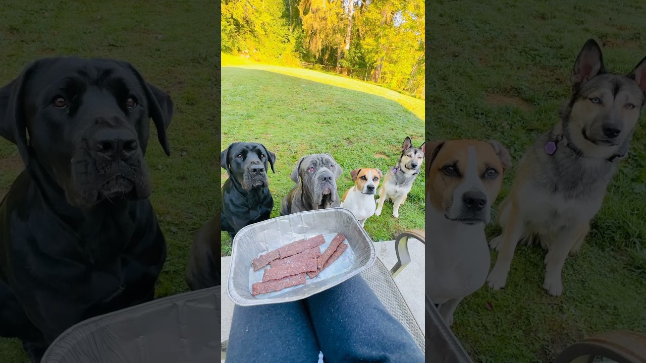 Feeding my 4 dogs raw venison jerky 🦌🥩🐾
