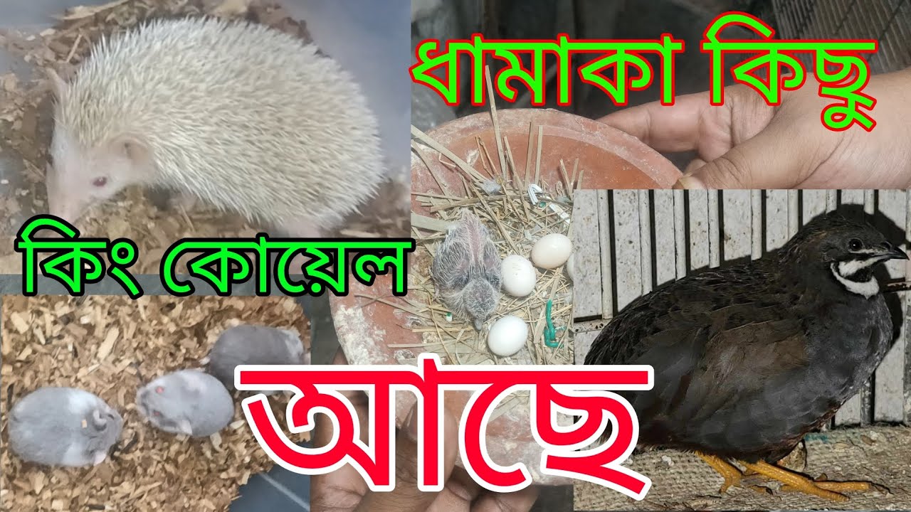 কিং কোয়েল🦜 হেজোয়া🦔 রাশিয়ান হ্যামস্টার 🐹 #animallover #russia #hamsters #viralvideo #foyou #viral