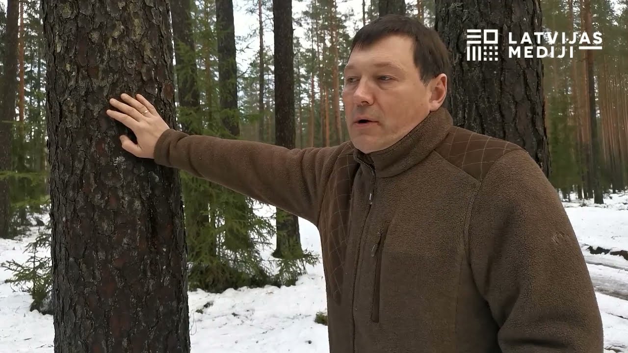 ZAĻĀ LATVIJA:  meža apsaimniekošana