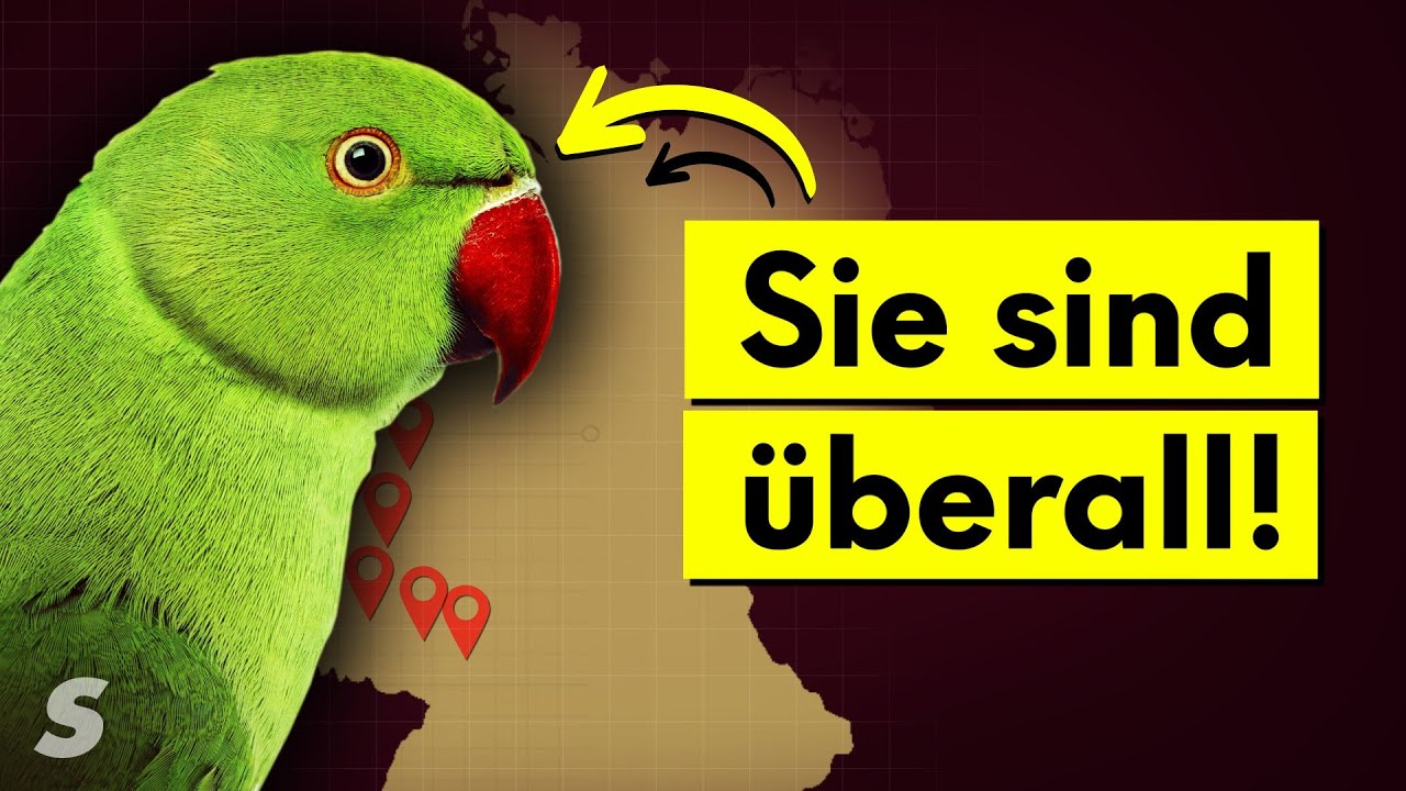 Warum Deutschland voller Papageien ist