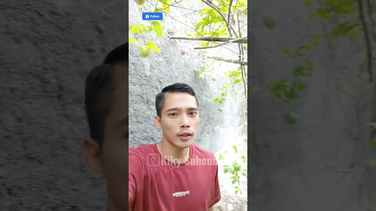 Lagi Panen Buah Markisa Ada Burung Hantu😱 