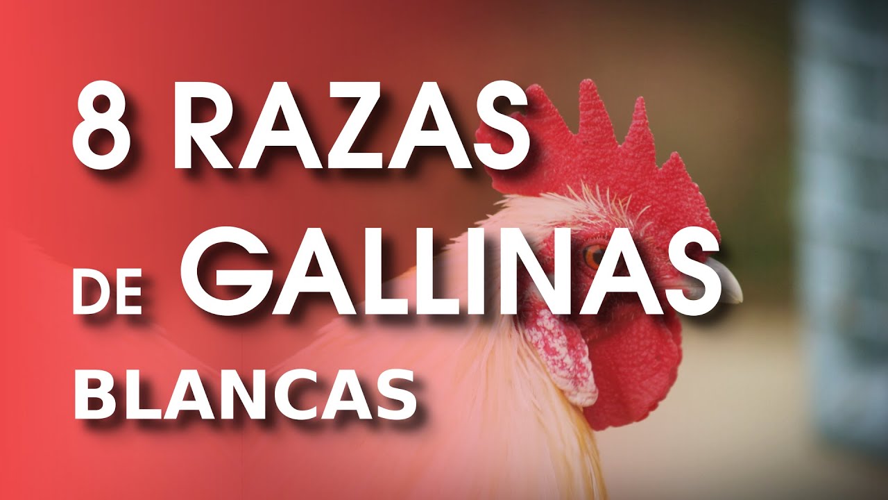 8 Hermosas razas de gallinas blancas 🐔