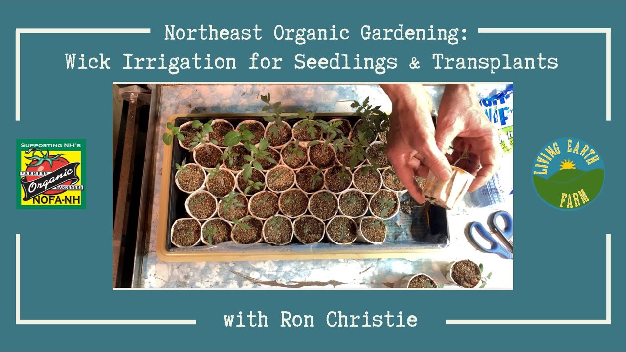 Wick Irrigation for Seedlings & Transplants | Northeast Organic Gardening
