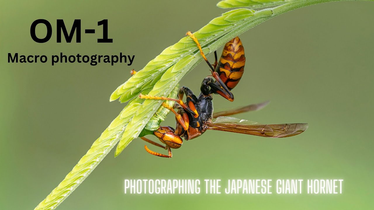 OM-1 | Close up photography with the Olympus 300mm F4 Pro and the 60mm 2.8!