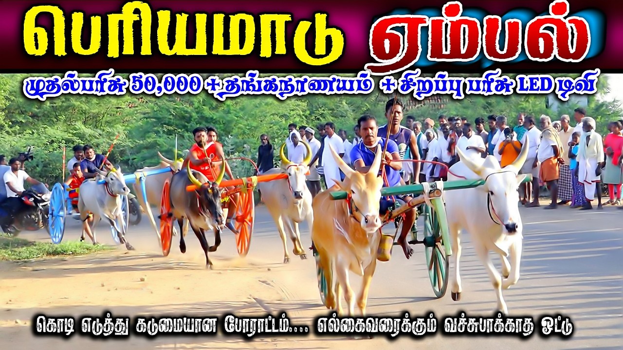 ஏம்பல் பெரியமாடு தங்கம் வெள்ளி நாணயம் பந்தயம் #perai_raj_digital #reklarace2026
