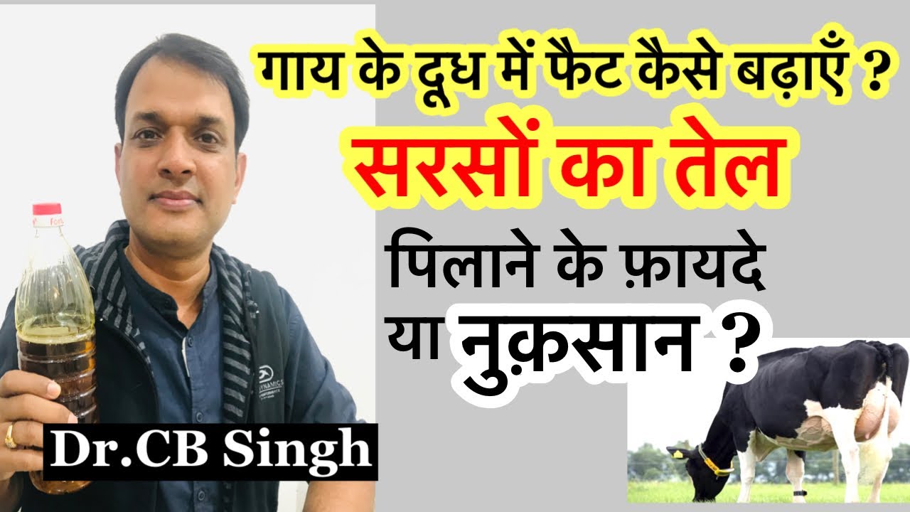गाय के दूध में फैट कैसे बढ़ाएँ | Cow milk Fat kaise badhaaye | Dairy Farming | Dairy Ustaad