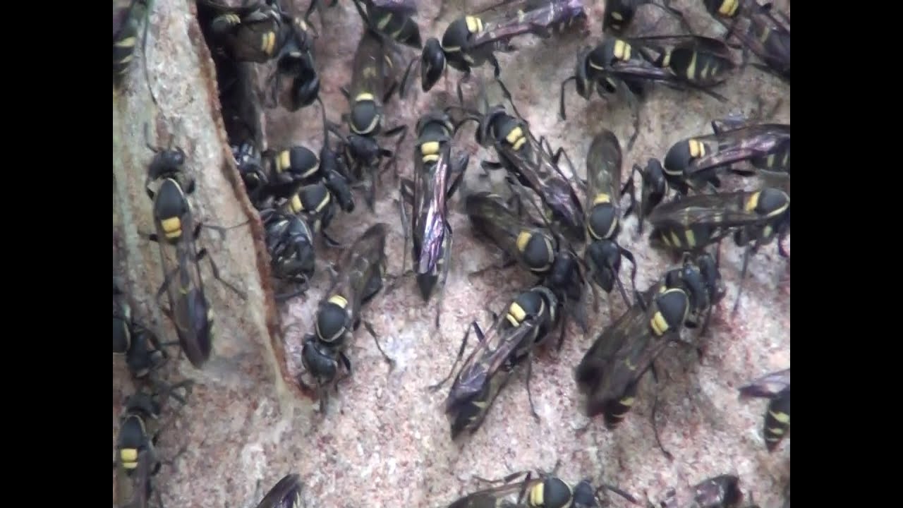 MARIMBONDO ESTRELA (POLYBIA OCCIDENTALIS) WASP CAMOATI, YELLOW BANDED, INSETOS VENENOSOS, VESPEIRO.