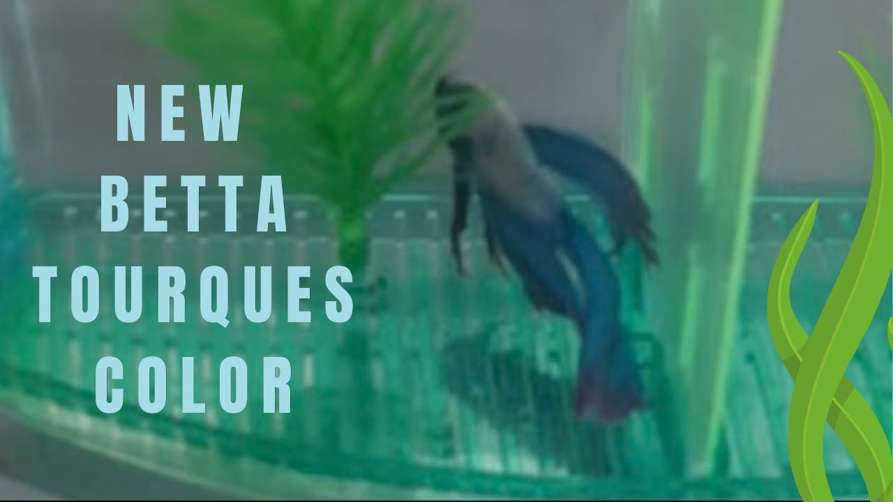 Ideas Ko Tv Live 113 New Better  Torques. Color January 19,2026 #live2026  #bettafish  