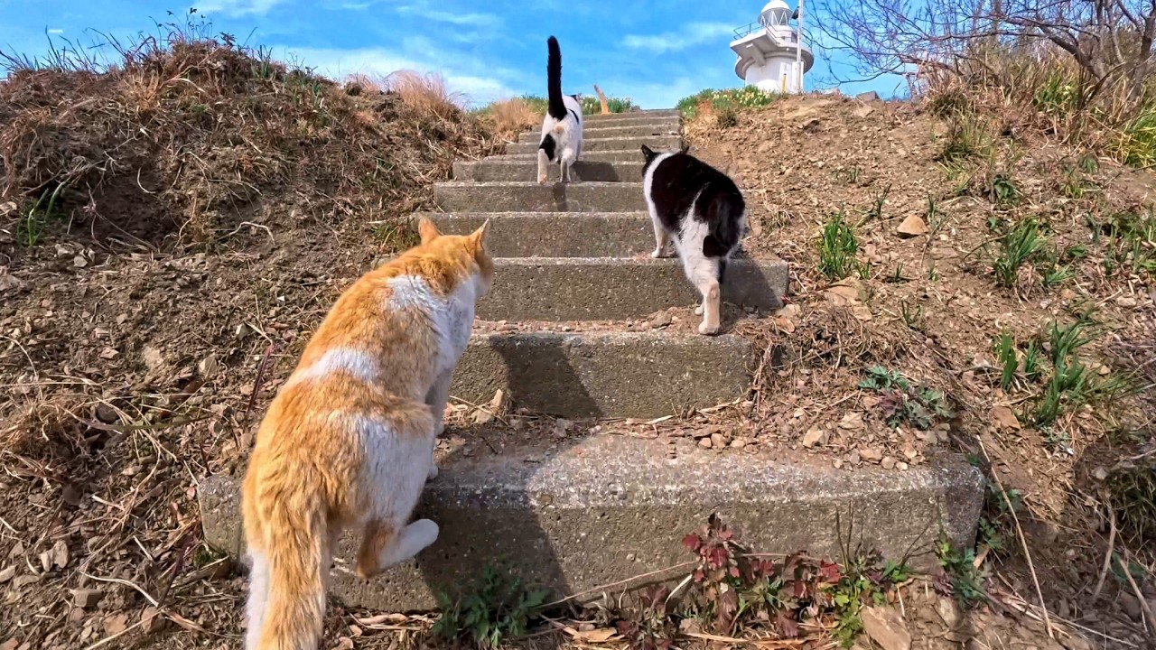 港近くで出会った猫たちと一緒に灯台まで散歩…映画みたいな時間が尊すぎた