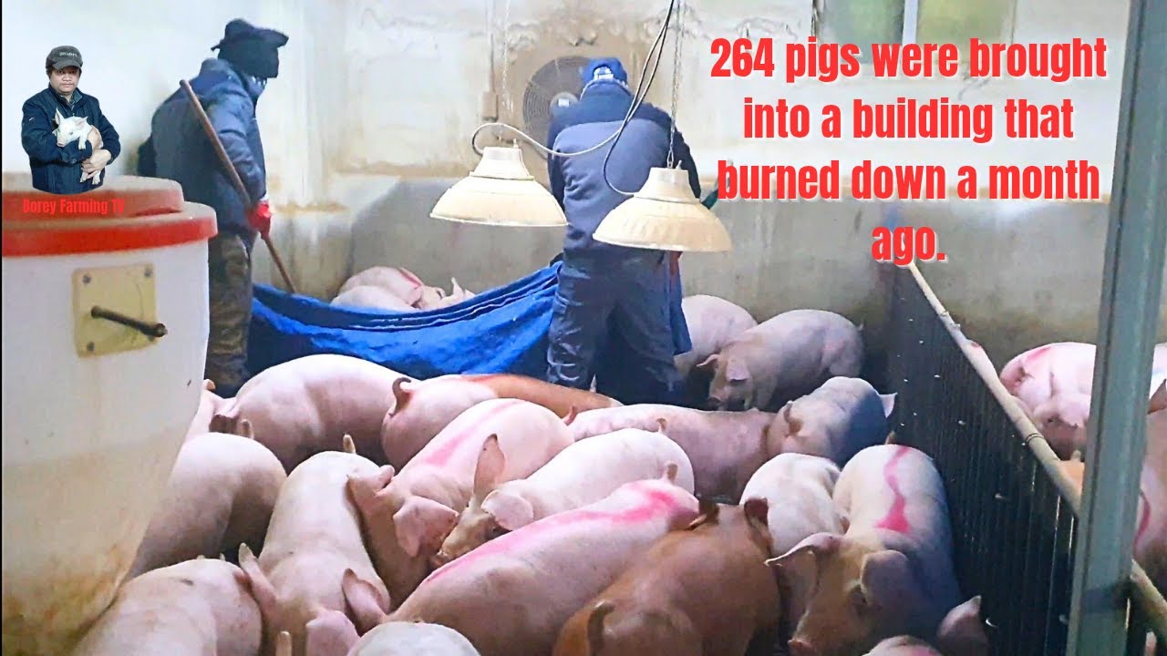 264 pigs were brought into a building that burned down a month ago.| Video 38 | Full Video.