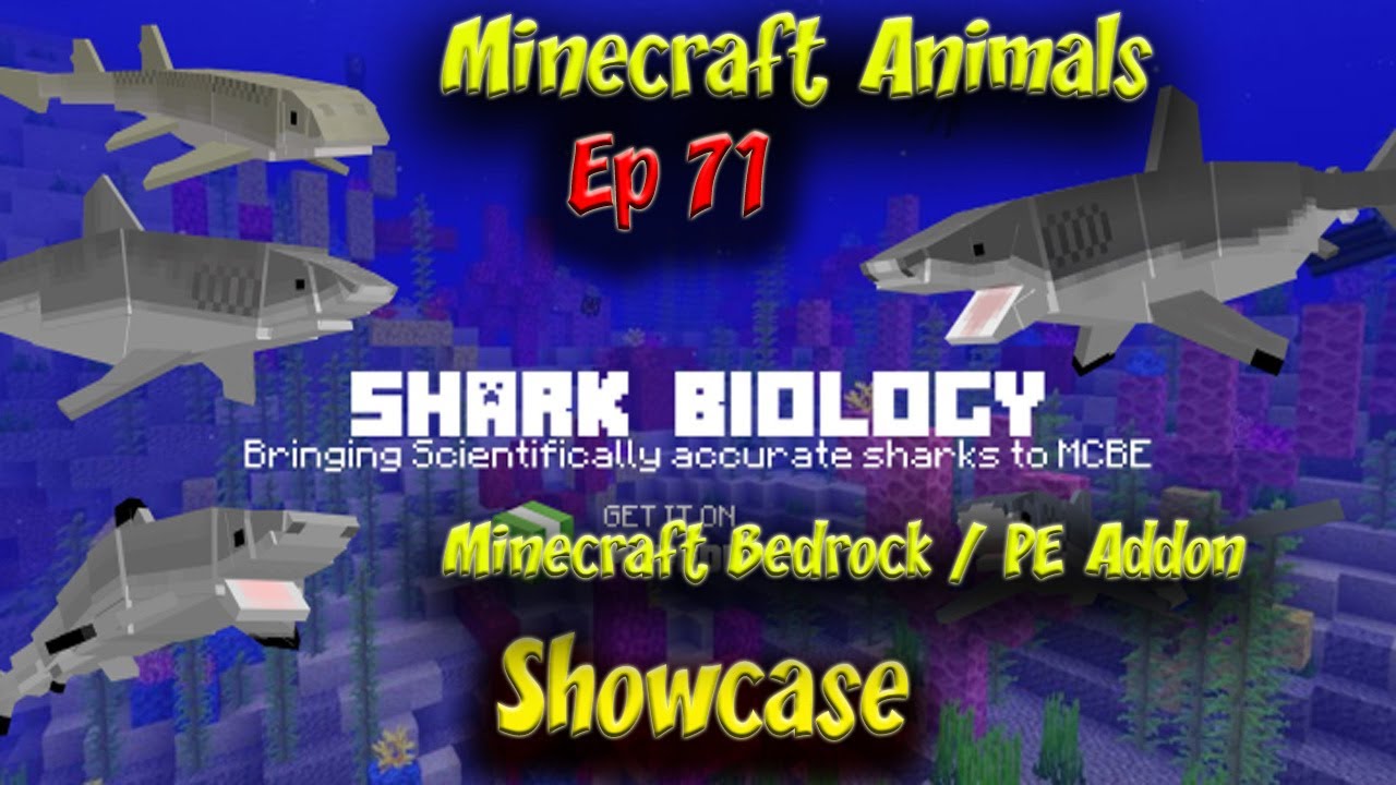 Биология акулы, аддон, Animal Showcase, 4k, 60 кадров в секунду, Minecraft Bedrock PE, Animals, Ep71, Great White Shark