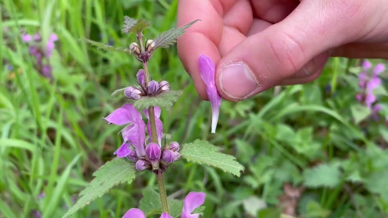 Vorstellung der Lamiaceae