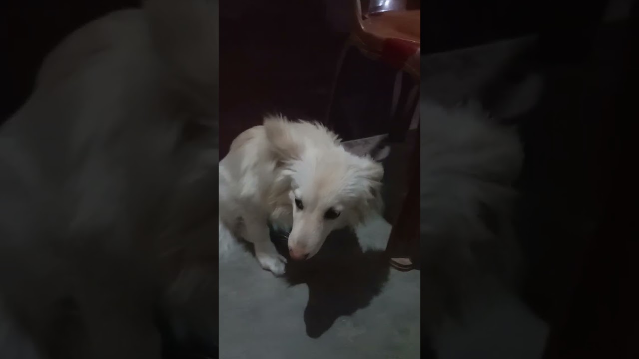 Tuffy😍The Bhola Dacait😎🤓