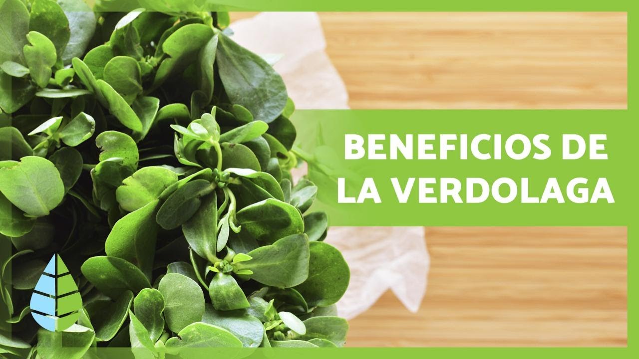 PLANTA VERDOLAGA 🌿 ¡Propiedades, BENEFICIOS, cómo tomarla y más!