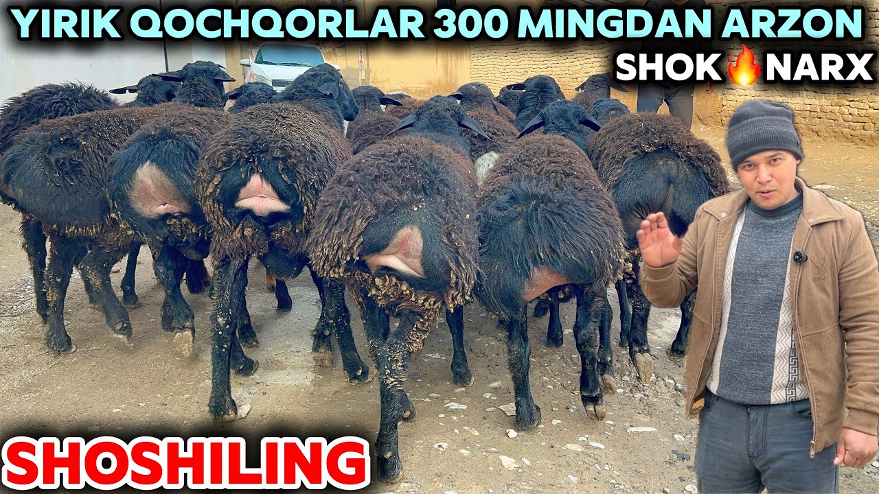 BUGUN NARXLAR 300 MINGDAN ARZON BOLDI SHOSHILING JUMANAZAR AKA YIRIK QOCHQORLAR NARXINI YORVORDI