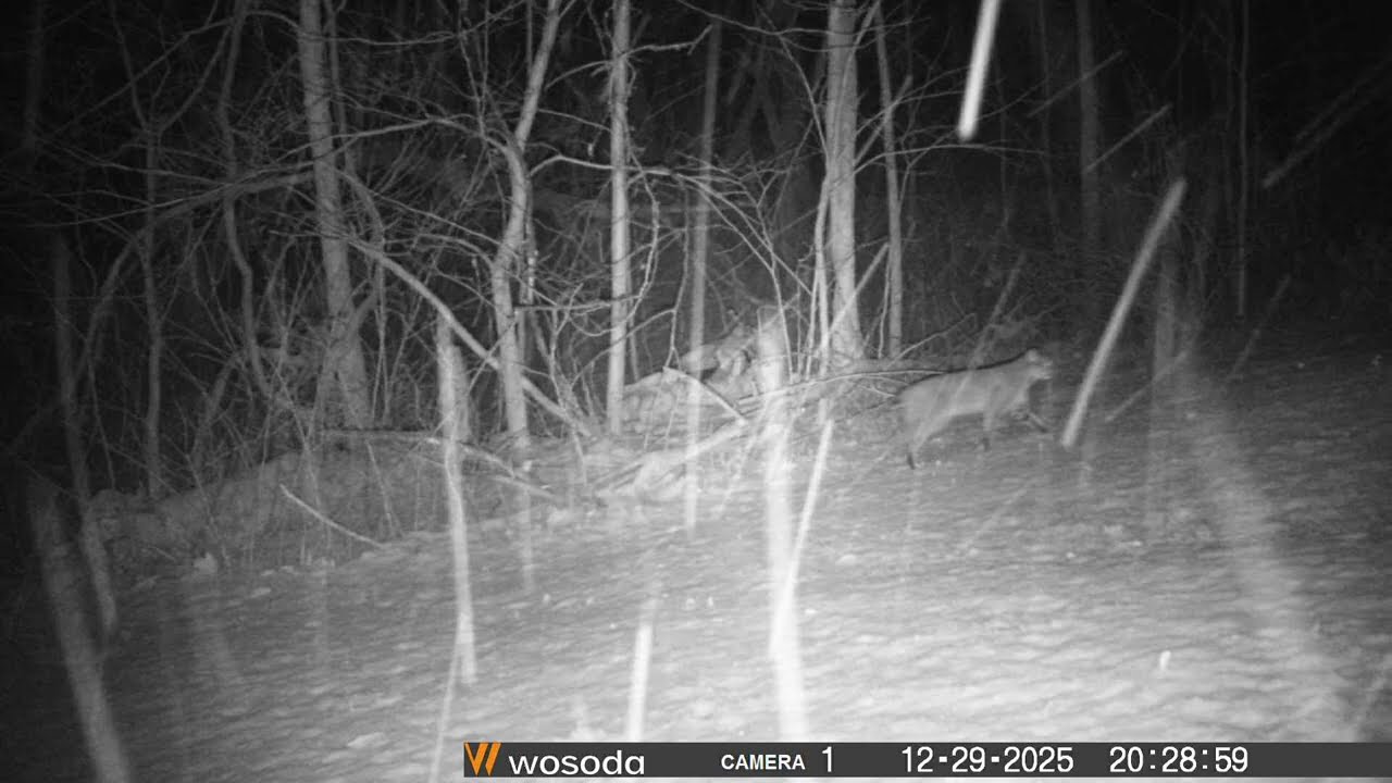 Bobcat Columbiana County Ohio 12/29/25