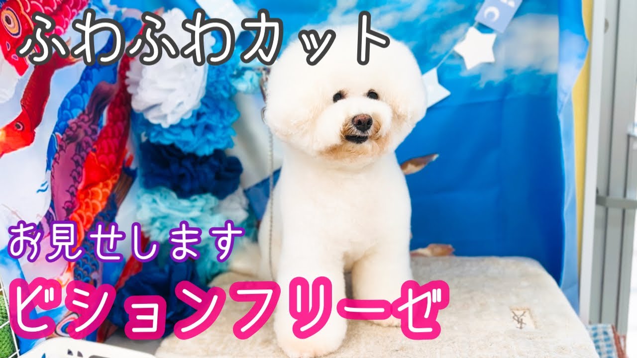 【ビションフリーゼ】オールシザー仕上げお見せします！