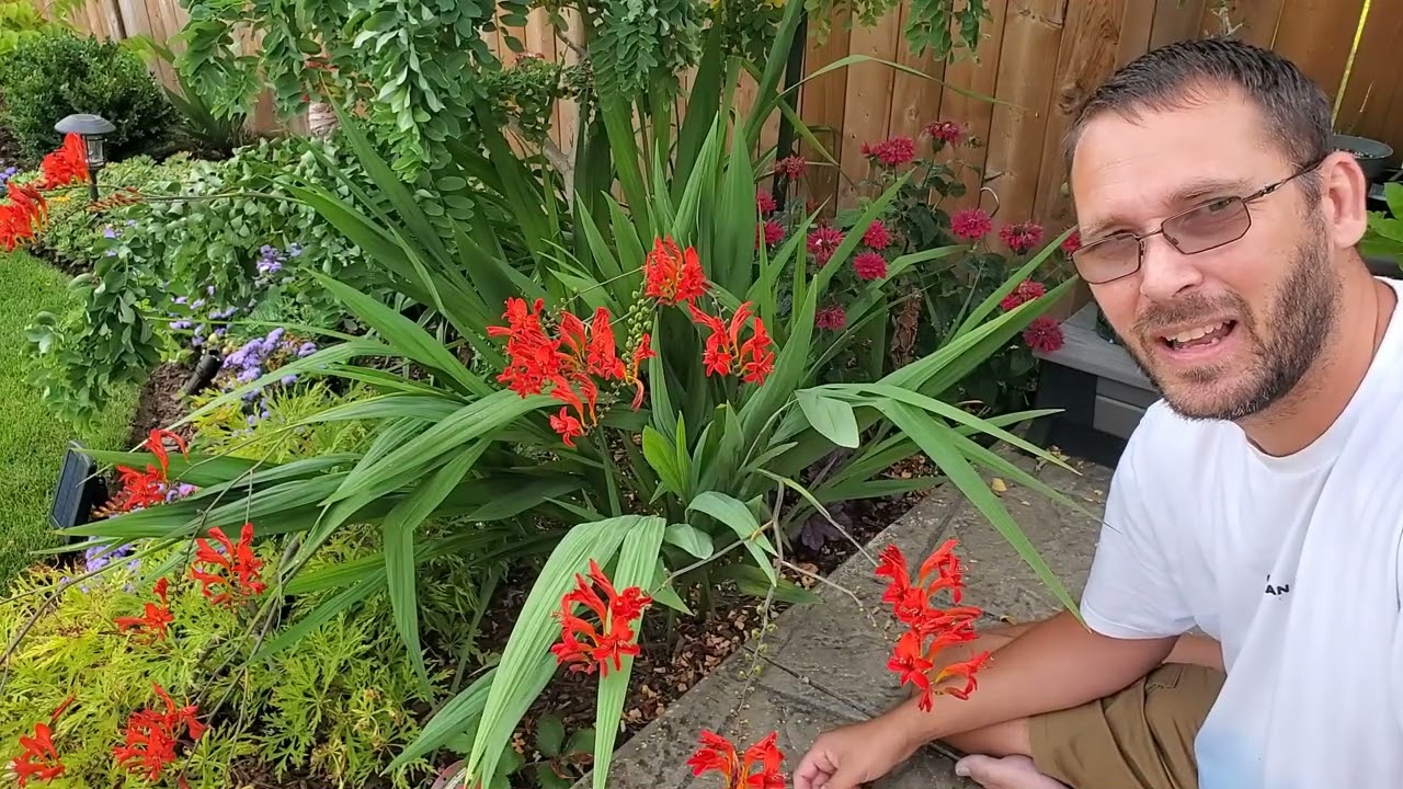Crocosmia - Let's learn about this plant together
