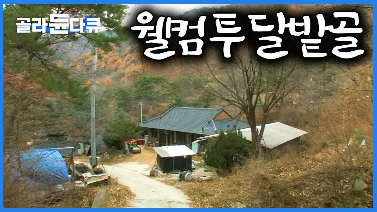 소백산 해발 700미터 오지마을 달밭골 월동 준비｜웰컴 투 달밭골｜한국기행｜#골라듄다큐