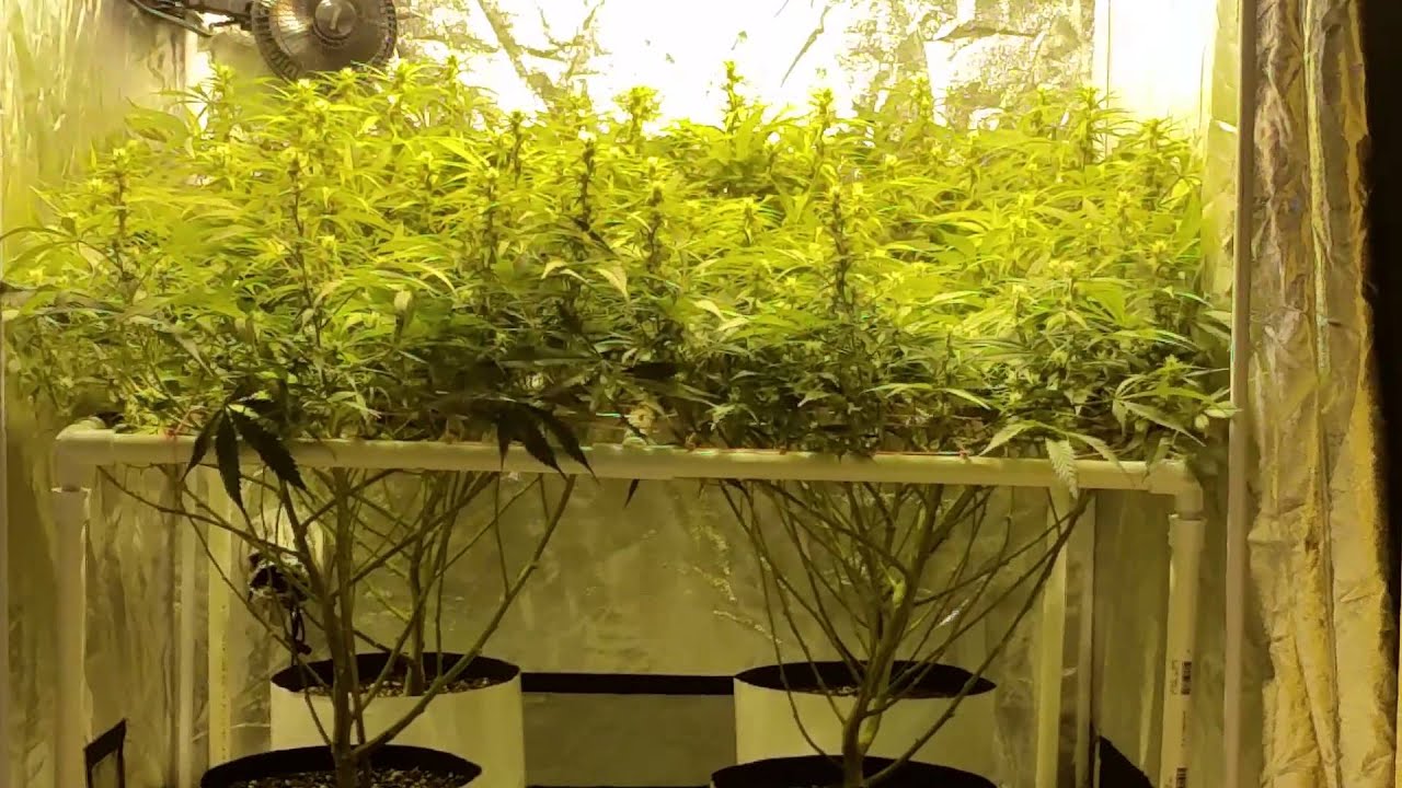 4x4 grow tents ep. 6