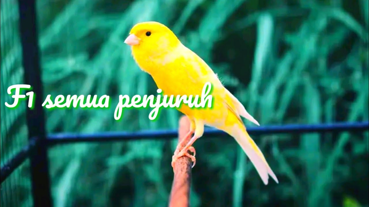 Kenari F1 durasi panjang nembak rapet ‼️