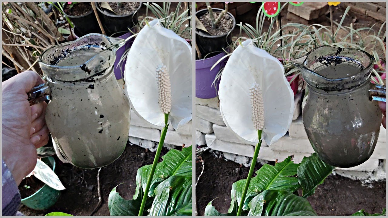 Como fertilizar tu Cuna de Moises  Spathiphyllum con abono CASERO #jardinfeliz #cunademoises