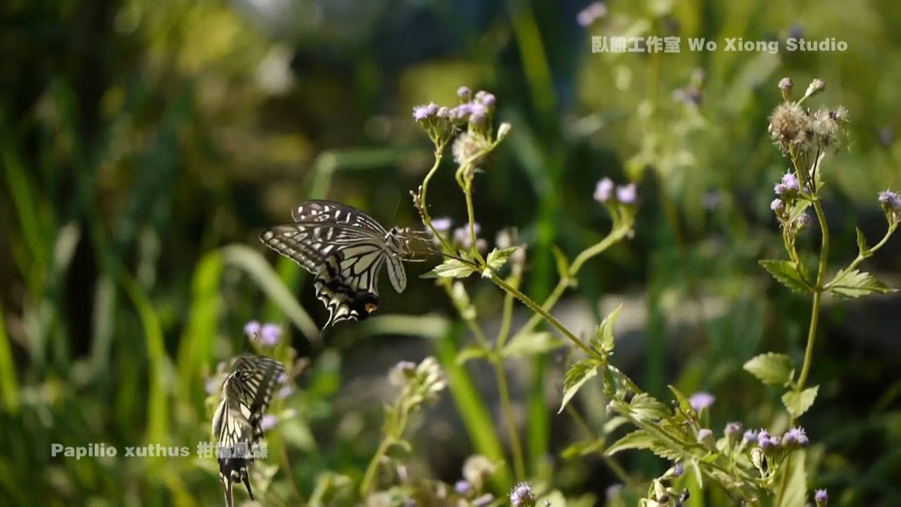 Papilio xuthus 柑橘鳳蝶
