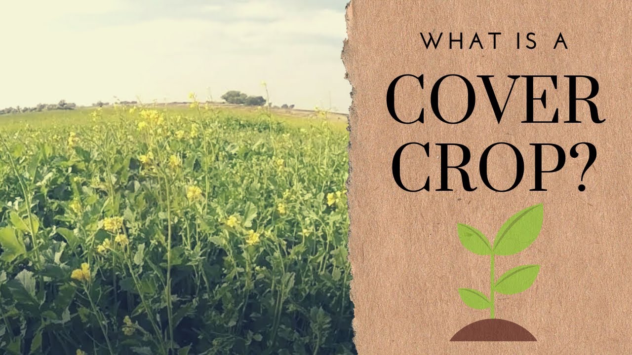 What is a cover crop?