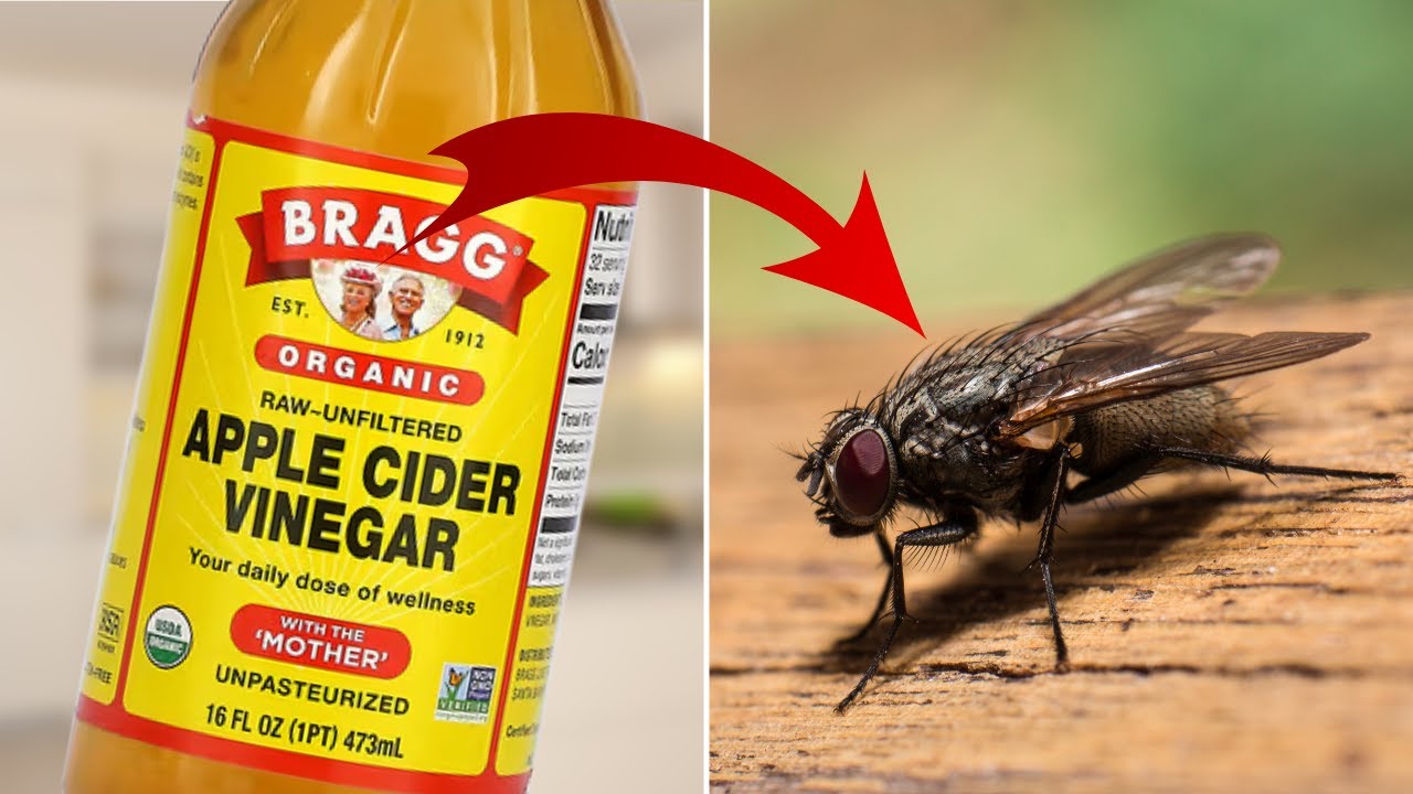 Home Remedies To Kill House Flies