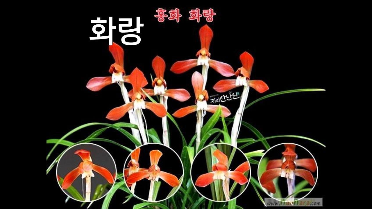 #02월15일 #일요일 #설 #연휴 #명절 #초저가 #유행 #무명 #명명품 #6종 #화랑 #호피반 #금산 #서반사피 #극황복륜 #환엽중투 #추천 #종자 #초보 #난초 #재테크
