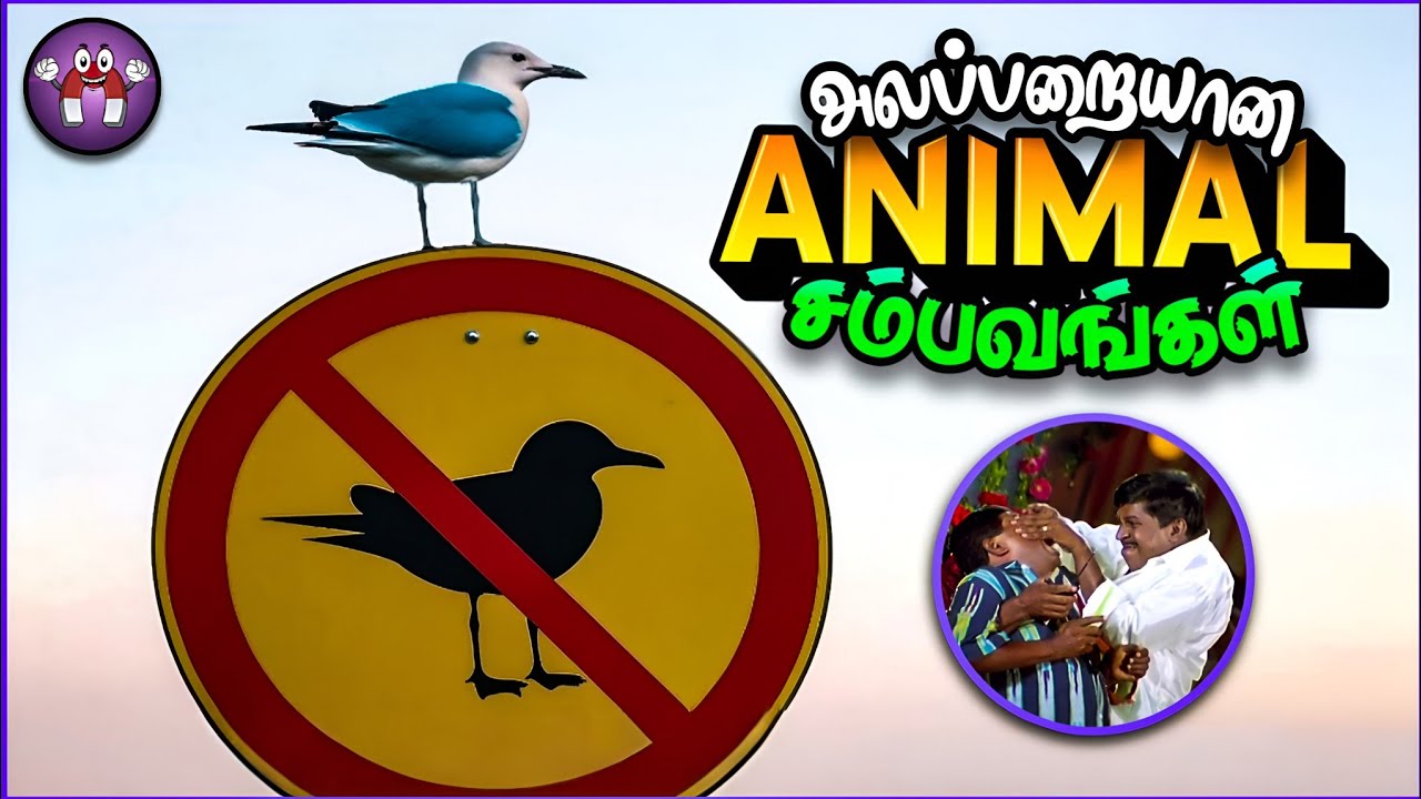 கோளாறான விலங்கு சம்பவங்கள் | Funny Animals | The Magnet Family 2.0