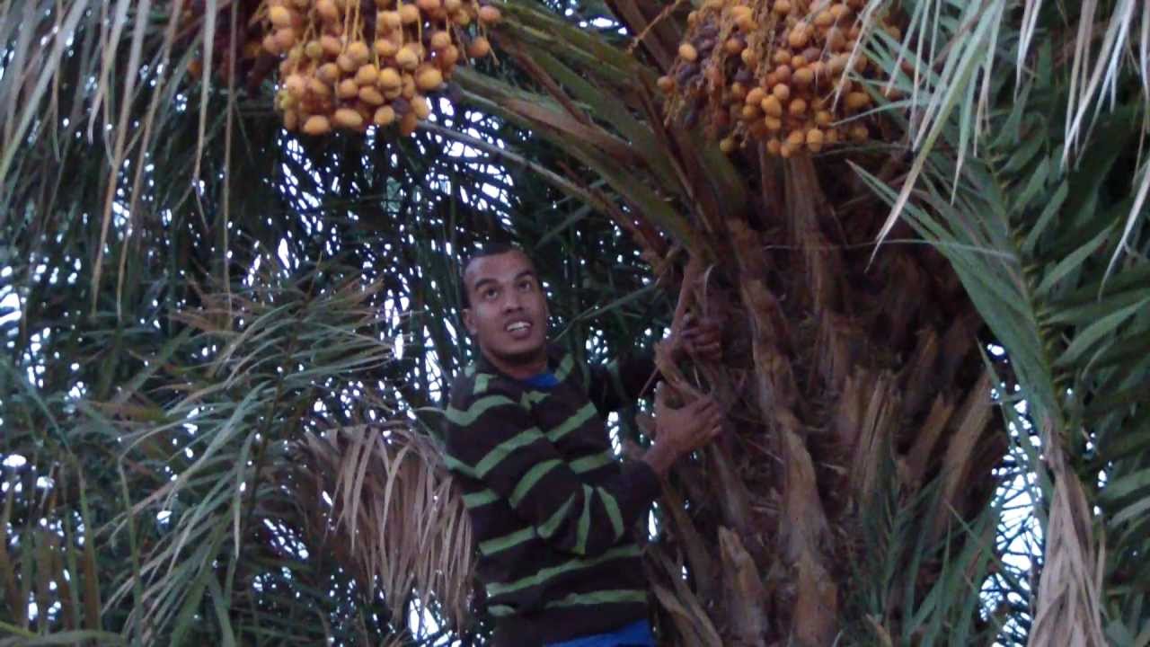 التمر - مباشرة من واحة بني سمكين يا سلام -  Cueillettes des dates