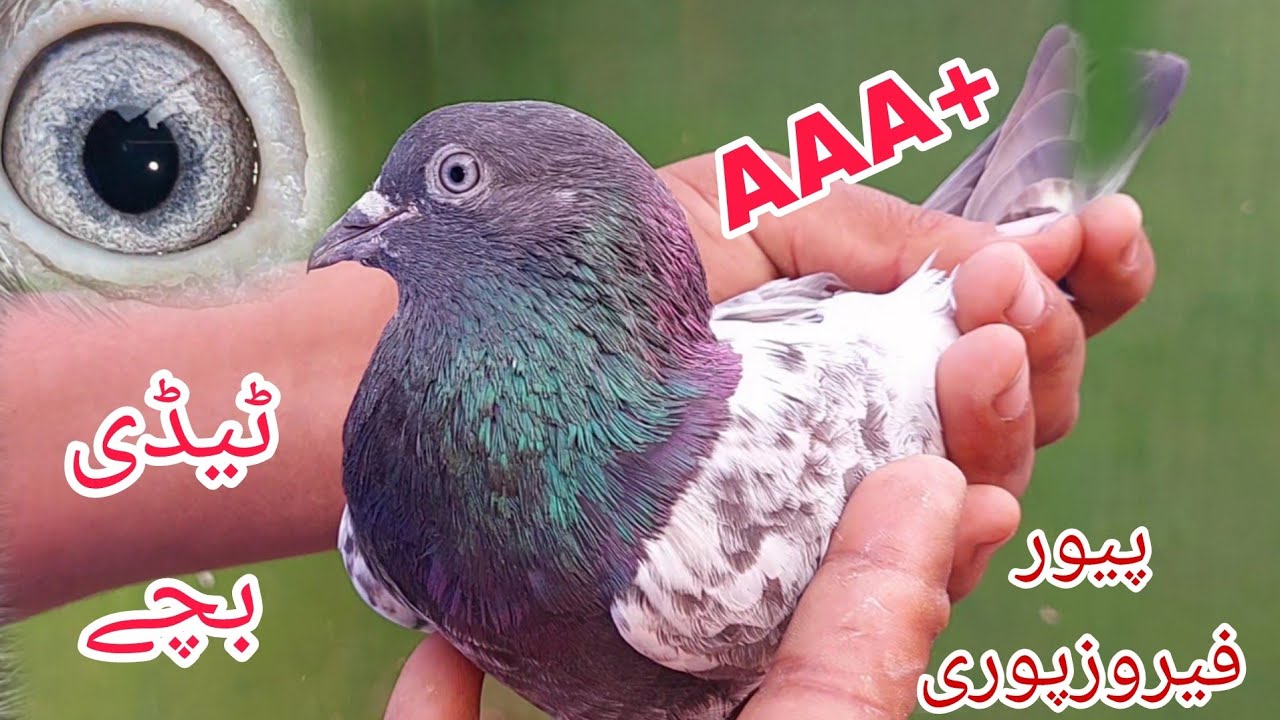 Ferozpuri kabootar || Teddy Kabootar || 03234639084 || Jani Jutt Pigeons.