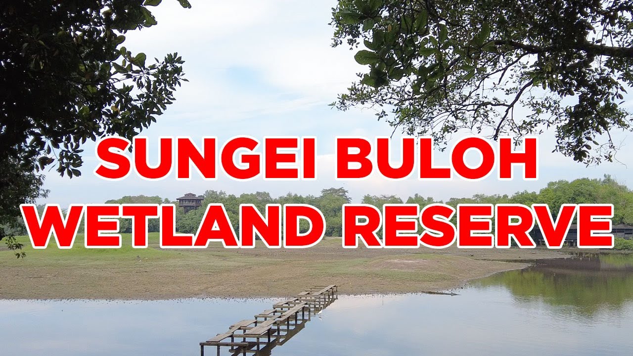 Sungei Buloh Wetland Reserve || Walking Singapore