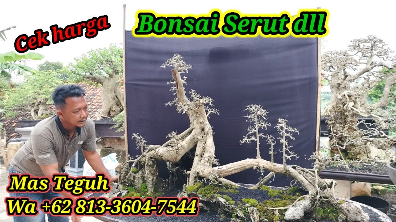 Cek harga bonsai Serut, kimeng dll koleksi Mas Teguh WA +62 813-3604-7544