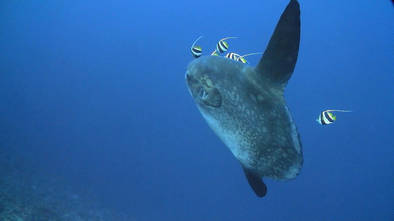 Lembongan & Komodo Diving 2014 HD 1080p