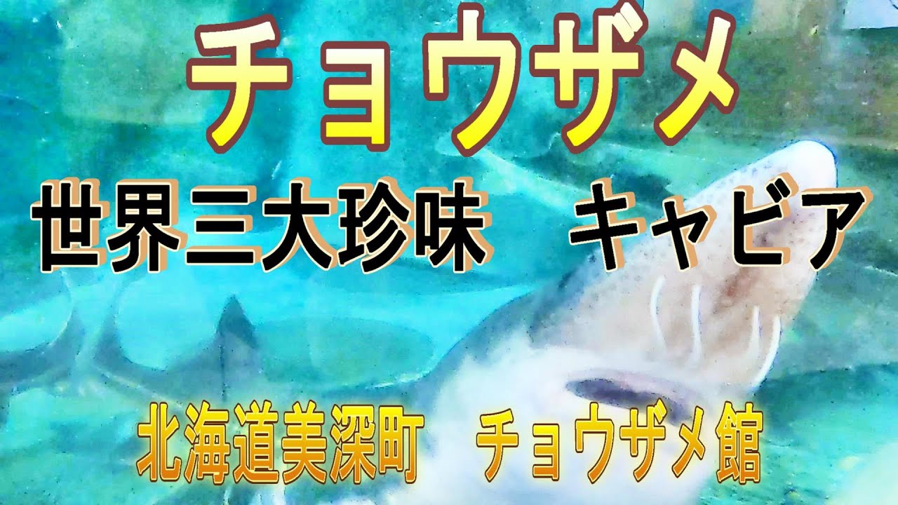 チョウザメ！世界三大珍味キャビア！【北海道美深町チョウザメ館】