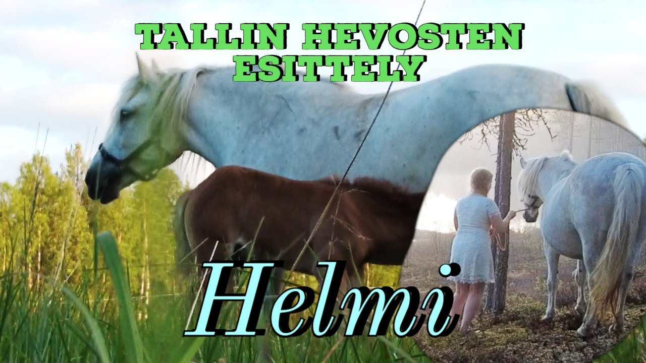 Helmi l Valkoinen suomenhevonen l Tallin hevosten esittely